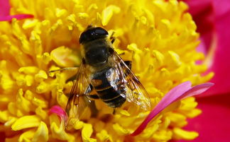 蜜蜂利他行為怎么進化出來的(蜜蜂利他行為探究和重要性) 蜜蜂利他行為怎么進化出來的(蜜蜂利他行為探究和重要性)