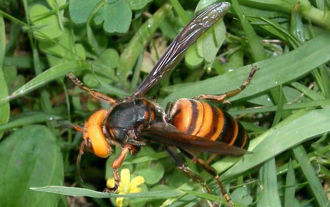 黃腰虎頭蜂蜂蛹哪個季節(jié)最多（黃腰虎頭蜂蛹幾月份最多）