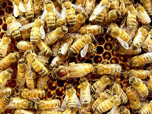 想養蜜蜂怎么引種(引進蜂種的注意事項) 想養蜜蜂怎么引種(引進蜂種的注意事項)