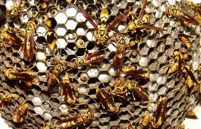 馬蜂的種類有哪些（常見的馬蜂種類有幾種）