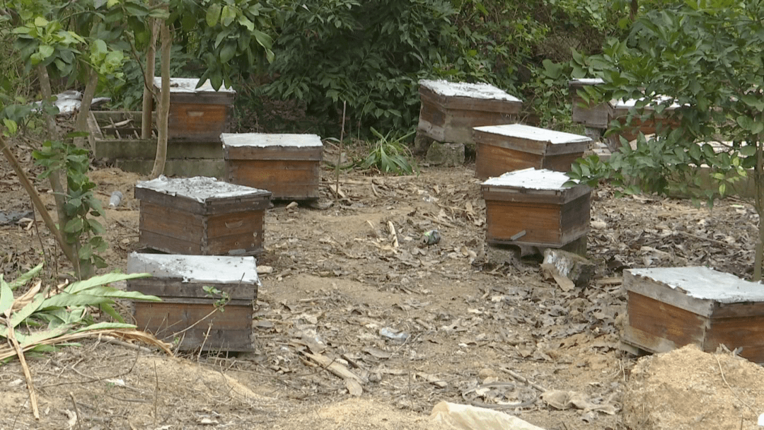 一般大型蜂場養的是中蜂還是意蜂(大型養蜂場是如何飼喂蜂群的) 一般大型蜂場養的是中蜂還是意蜂(大型養蜂場是如何飼喂蜂群的)