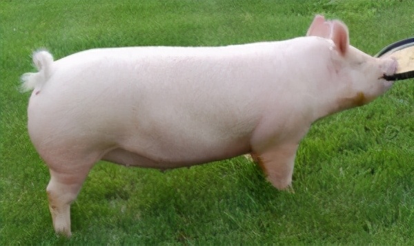 一只豬27萬美元？一只鴿子140萬美元？盤點(diǎn)史上最昂貴的6只動(dòng)物