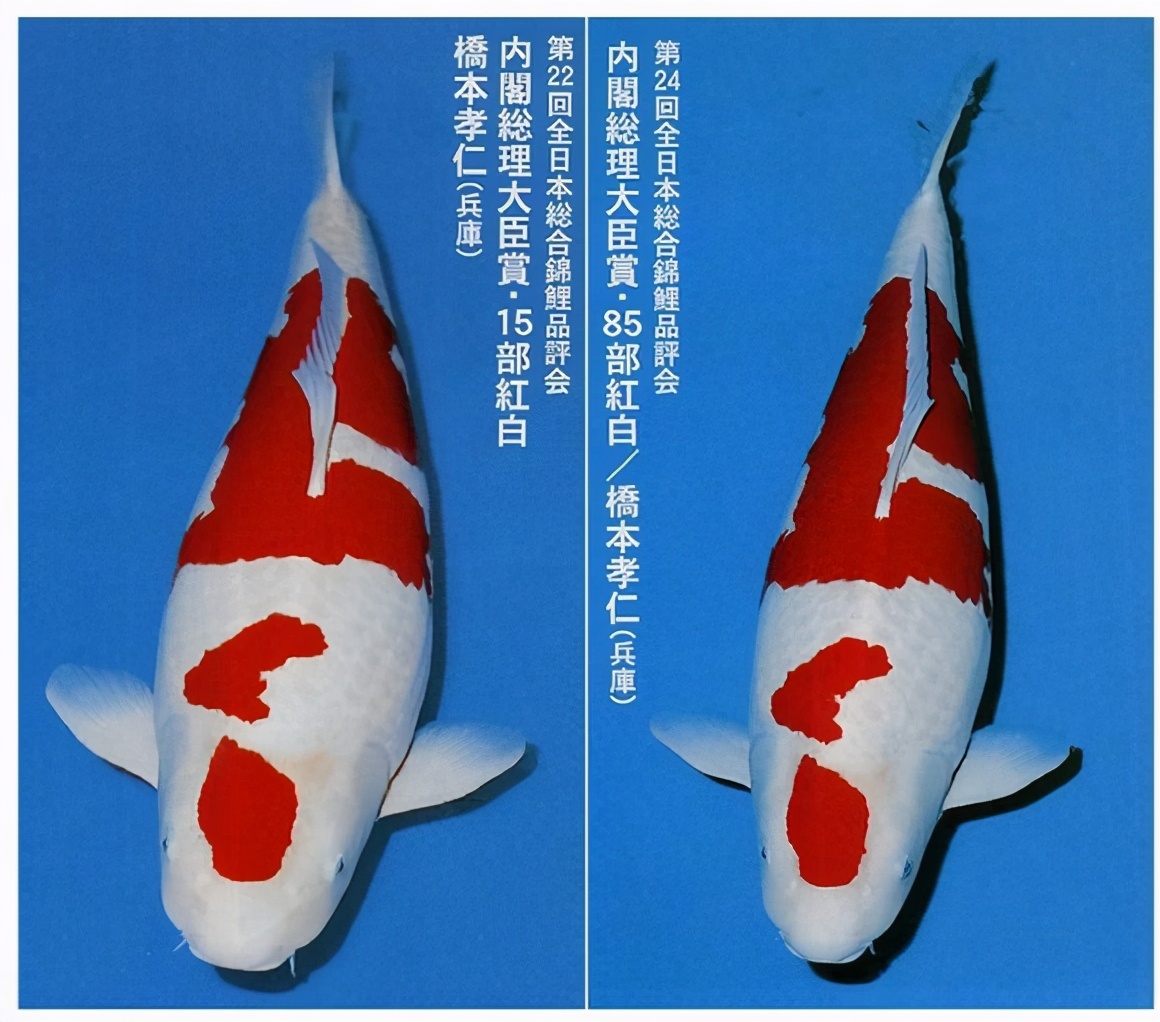 一只豬27萬美元？一只鴿子140萬美元？盤點(diǎn)史上最昂貴的6只動(dòng)物