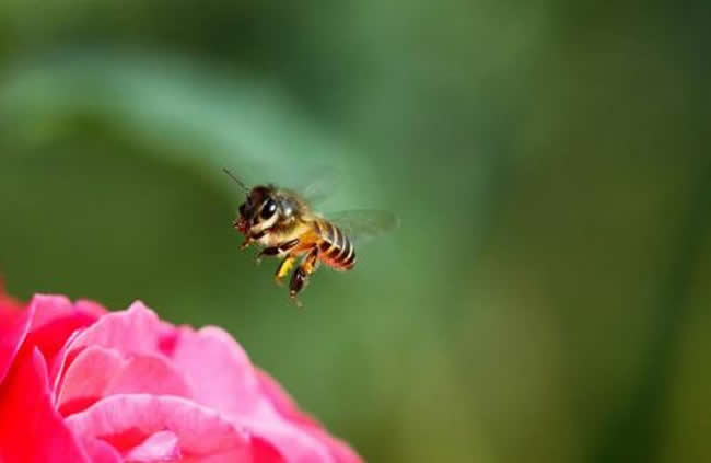 【蜜蜂養殖】2018年蜂王多少錢? 2018年蜂王多少錢?