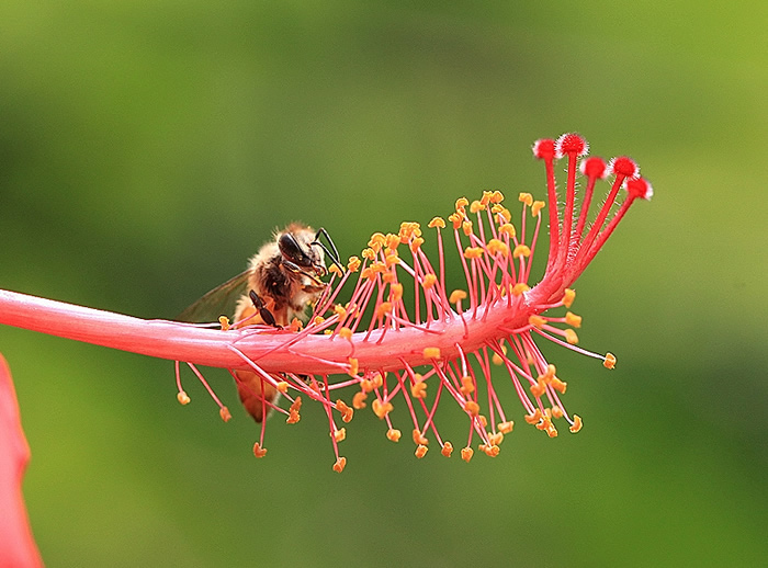 【蜜蜂知識(shí)】蜂王不產(chǎn)卵是什么原因? 蜂王不產(chǎn)卵是什么原因?