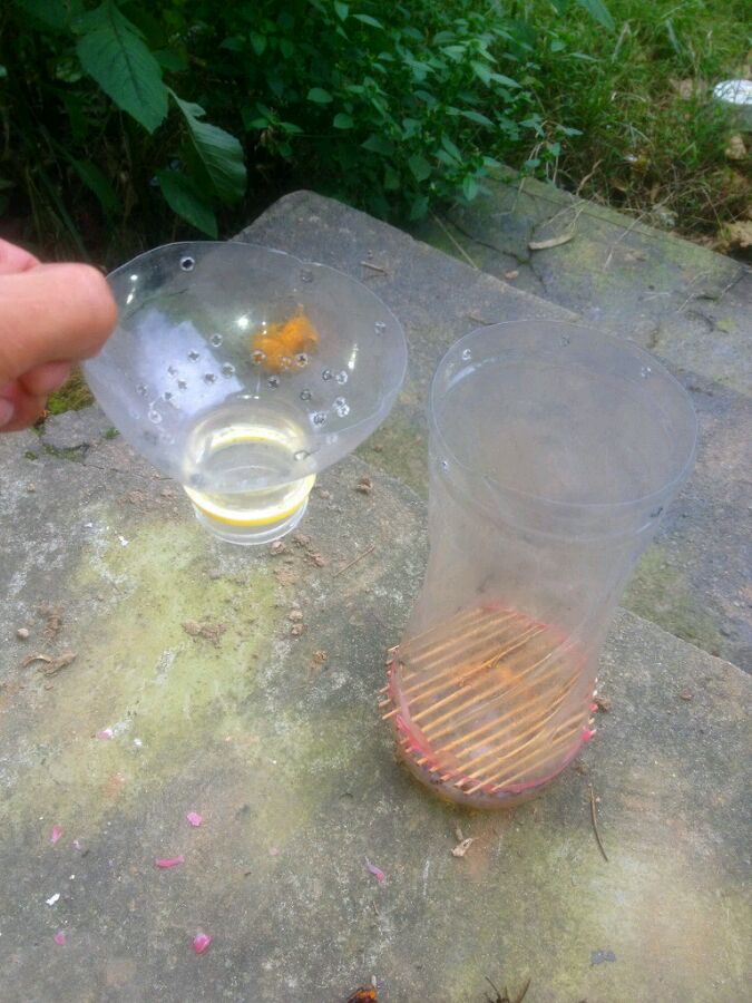中國大虎頭蜂怎么誘捕（捕捉虎頭蜂的步驟）