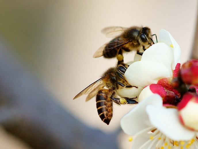 蜜蜂的優點有哪些 蜜蜂的優點有哪些
