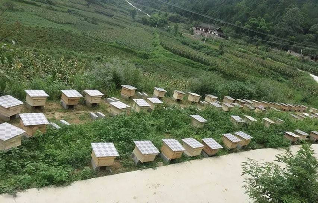 無公害養蜂技術(附帶十條技術要求) 無公害養蜂技術(附帶十條技術要求)