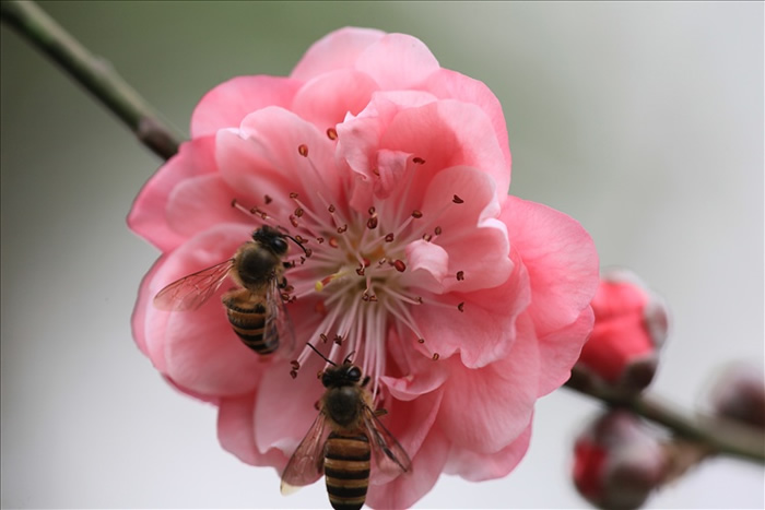 中蜂囚王后處女王會(huì)分蜂嗎？