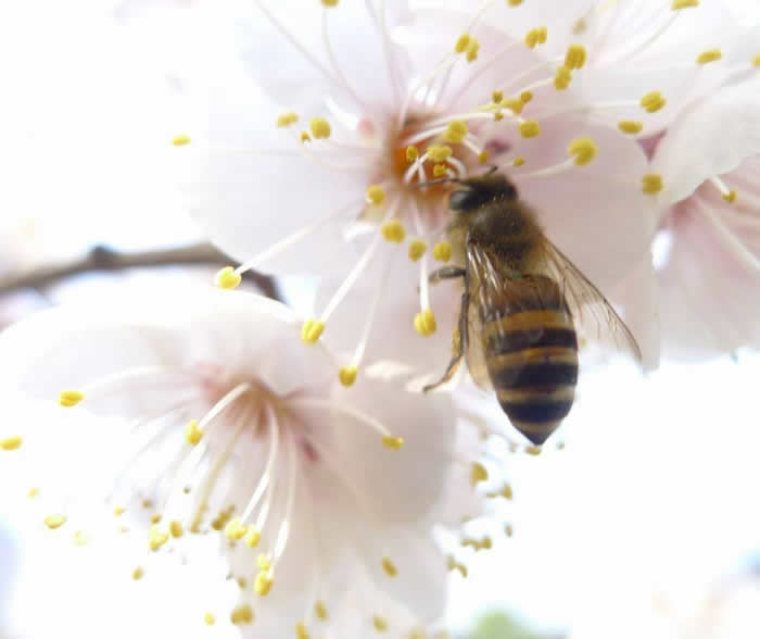中蜂囚王后處女王會(huì)分蜂嗎？