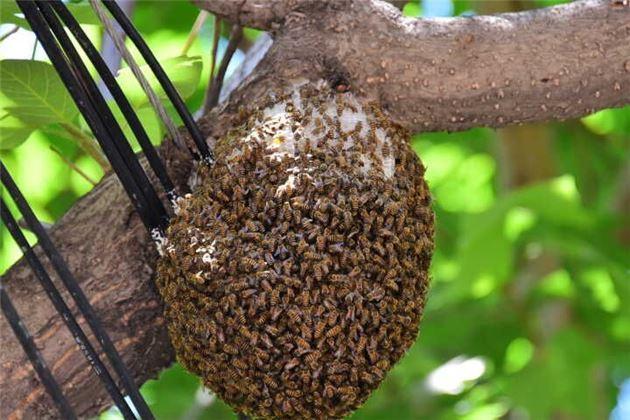 蜜蜂窩怎么處理(發現蜜蜂窩的處理方法) 蜜蜂窩怎么處理(發現蜜蜂窩的處理方法)