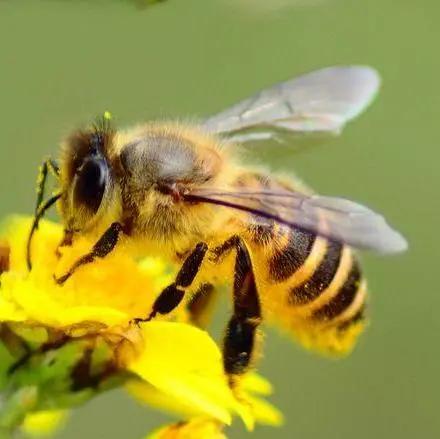 怎么培育虎頭蜂蜂王（虎頭蜂怎么培育蜂王）