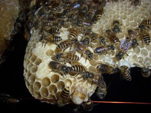 王臺怎樣介入 王臺怎樣介入