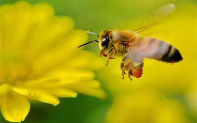 100畝花需要多少箱蜜蜂