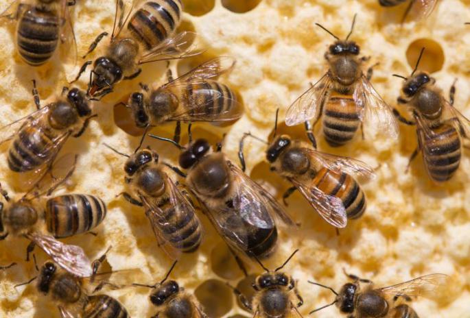 養(yǎng)蜂春繁濕度大怎么辦(風(fēng)向潮濕的原因和處理辦法) 養(yǎng)蜂春繁濕度大怎么辦(風(fēng)向潮濕的原因和處理辦法)