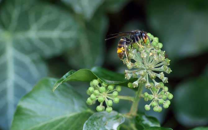 馬蜂飛進家里預兆是什么（馬蜂入宅預兆著什么）