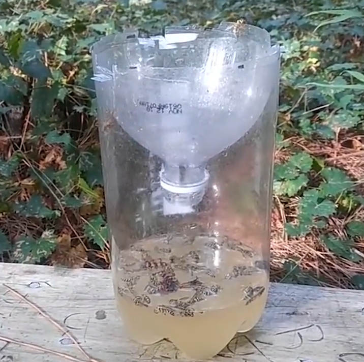 夏季養蜂如何消滅胡蜂(養蜂怎么防胡蜂) 夏季養蜂如何消滅胡蜂(養蜂怎么防胡蜂)