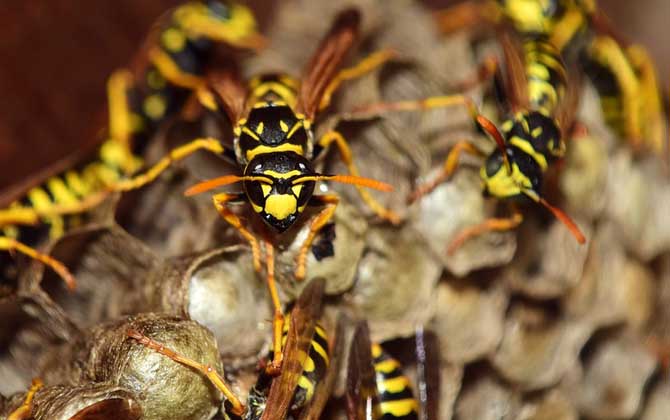 馬蜂窩怎么弄 馬蜂窩怎么弄