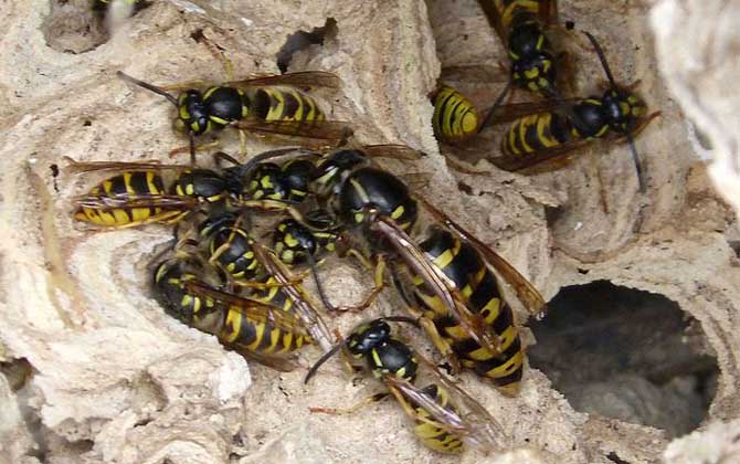 馬蜂窩怎么弄 馬蜂窩怎么弄