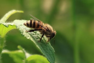 動下蜂脾工蜂就離脾是什么原因(為什么蜜蜂冬天會“離脾”) 動下蜂脾工蜂就離脾是什么原因(為什么蜜蜂冬天會“離脾”)