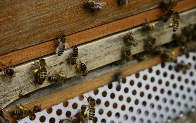 如何自學養蜂技術(新手怎樣學養蜜蜂) 如何自學養蜂技術(新手怎樣學養蜜蜂)