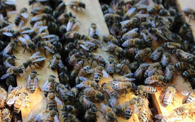 如何自學養蜂技術(新手怎樣學養蜜蜂) 如何自學養蜂技術(新手怎樣學養蜜蜂)