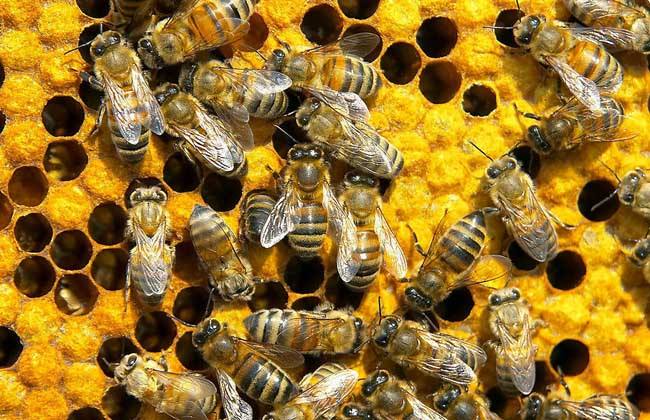 【蜜蜂養(yǎng)殖】蜂王夏季為什么會停止產(chǎn)卵?養(yǎng)蜂人應(yīng)該如何應(yīng)對? 蜂王夏季為什么會停止產(chǎn)卵?養(yǎng)蜂人應(yīng)該如何應(yīng)對?