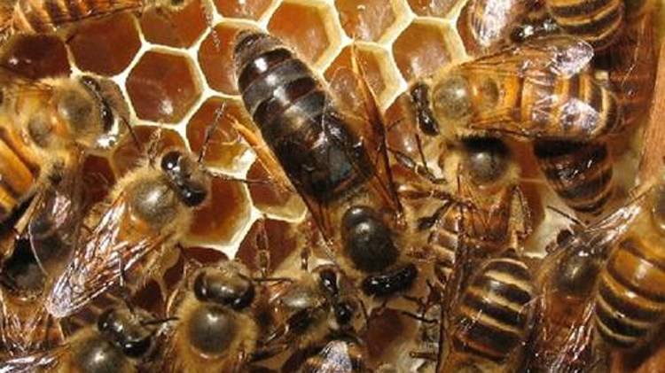 【蜜蜂養(yǎng)殖】蜂王夏季為什么會停止產(chǎn)卵?養(yǎng)蜂人應(yīng)該如何應(yīng)對? 蜂王夏季為什么會停止產(chǎn)卵?養(yǎng)蜂人應(yīng)該如何應(yīng)對?