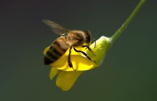阿壩中蜂在北方越冬溫度是多少(蜜蜂越冬最適溫度是多少) 阿壩中蜂在北方越冬溫度是多少(蜜蜂越冬最適溫度是多少)