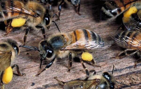 阿壩中蜂生長環境一般海拔多高(四川阿壩中蜂春季飼養技術) 阿壩中蜂生長環境一般海拔多高(四川阿壩中蜂春季飼養技術)