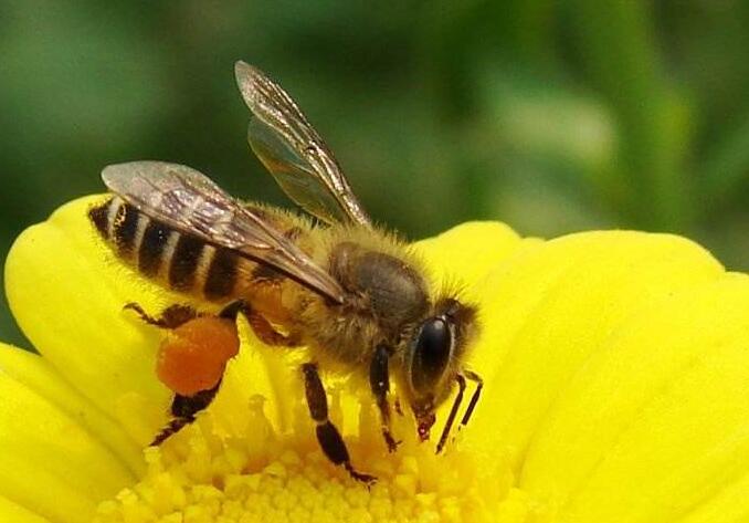 阿壩中蜂生長環境一般海拔多高(四川阿壩中蜂春季飼養技術) 阿壩中蜂生長環境一般海拔多高(四川阿壩中蜂春季飼養技術)