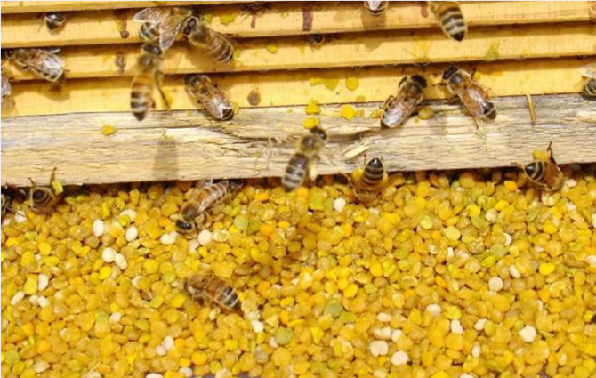 蜜蜂怎樣獎勵飼喂(蜜蜂如何獎勵飼喂及糖水比例) 蜜蜂怎樣獎勵飼喂(蜜蜂如何獎勵飼喂及糖水比例)