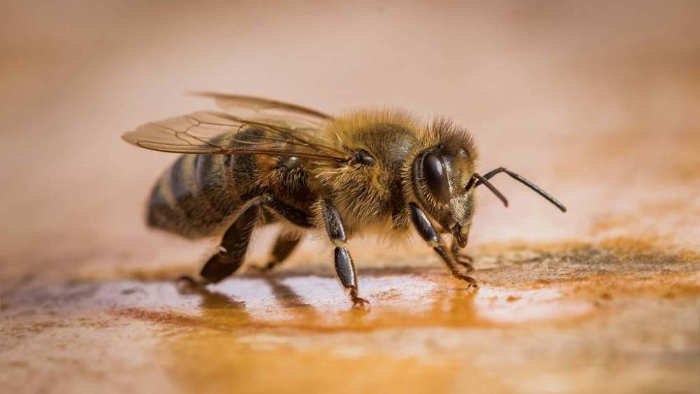 蜜蜂怎樣獎勵飼喂(蜜蜂如何獎勵飼喂及糖水比例) 蜜蜂怎樣獎勵飼喂(蜜蜂如何獎勵飼喂及糖水比例)