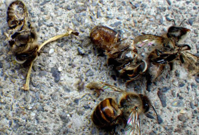 中華蜜蜂常見的疾病是什么,該怎么防治? 中華蜜蜂常見的疾病是什么,該怎么防治?