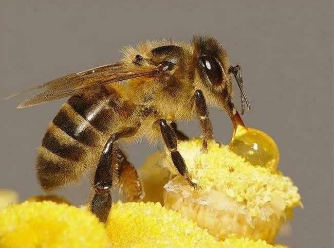 中華蜜蜂常見的疾病是什么,該怎么防治? 中華蜜蜂常見的疾病是什么,該怎么防治?