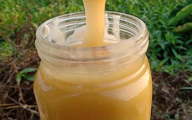 鴨腳木蜜是什么蜜(鴨腳木蜜是什么蜂種) 鴨腳木蜜是什么蜜(鴨腳木蜜是什么蜂種)