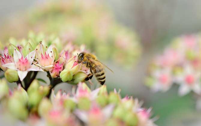 蜜蜂飛進花蜜里如何采蜜