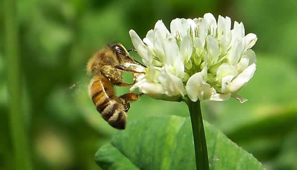 【蜜蜂知識】什么品種的中蜂蜂王最好? 【蜜蜂知識】什么品種的中蜂蜂王最好?