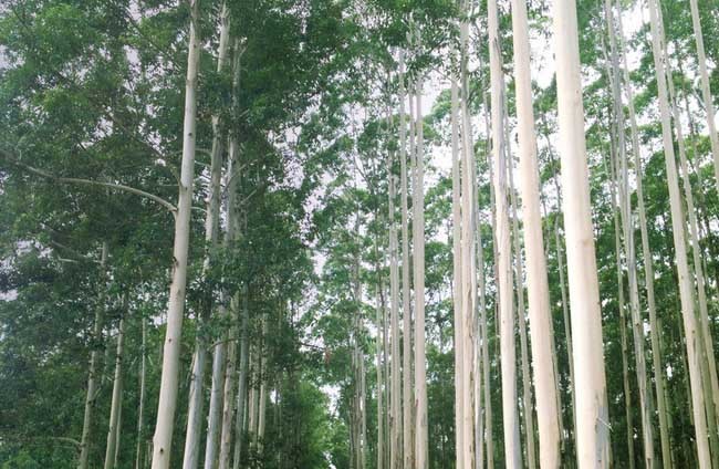 我國常見的蜜源樹種有哪些(什么樹蜜源最好) 我國常見的蜜源樹種有哪些(什么樹蜜源最好)