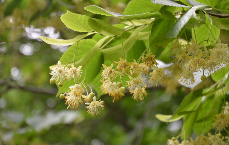 我國常見的蜜源樹種有哪些(什么樹蜜源最好) 我國常見的蜜源樹種有哪些(什么樹蜜源最好)