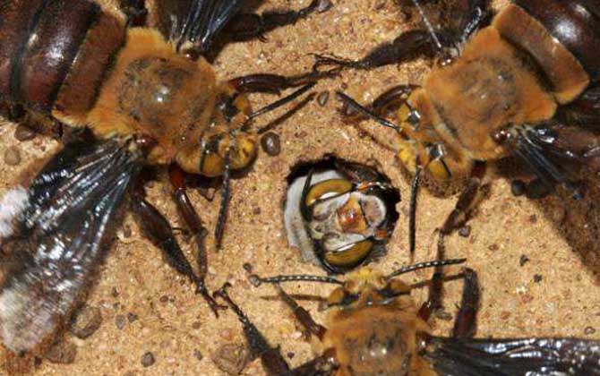 胡蜂毒性排行榜(世界上最毒的蜂排名前十名) 道森蜜蜂