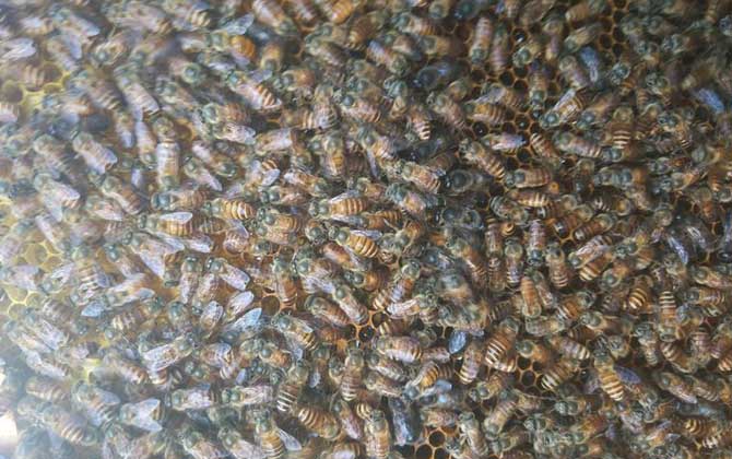 中蜂群數(shù)量最多能有多少（中蜂最大的蜂群能有多大）