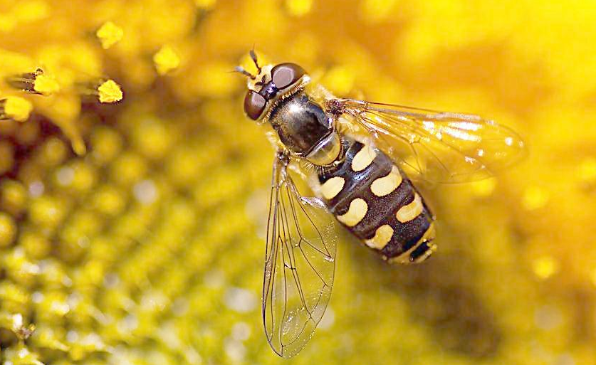 蜜蜂爛子病是蜂王的問(wèn)題嗎（中蜂爛子病是什么原因造成的）