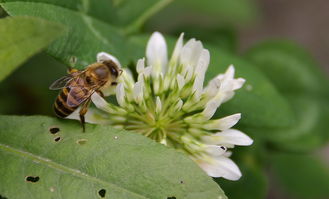 蜜蜂最怕什么味道會跑? 蜜蜂最怕什么味道會跑?