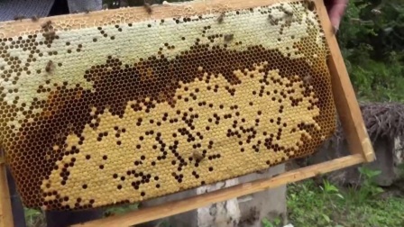 購買蜜蜂巢礎(chǔ)技巧(巢礎(chǔ)多少錢一張) 購買蜜蜂巢礎(chǔ)技巧(巢礎(chǔ)多少錢一張)