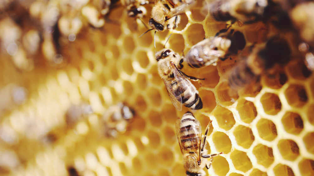 購買蜜蜂巢礎(chǔ)技巧(巢礎(chǔ)多少錢一張) 購買蜜蜂巢礎(chǔ)技巧(巢礎(chǔ)多少錢一張)