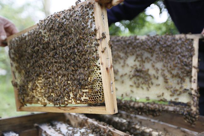 購買蜜蜂巢礎(chǔ)技巧(巢礎(chǔ)多少錢一張) 購買蜜蜂巢礎(chǔ)技巧(巢礎(chǔ)多少錢一張)