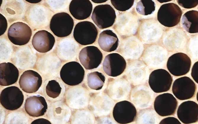 阿壩中蜂要怎么抗病毒(中蜂病蟲害防治和用藥方法) 阿壩中蜂要怎么抗病毒(中蜂病蟲害防治和用藥方法)