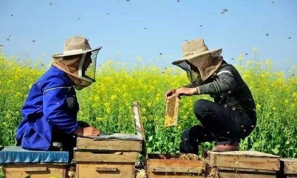 新手養蜂注意事項有哪些? 新手養蜂注意事項有哪些?