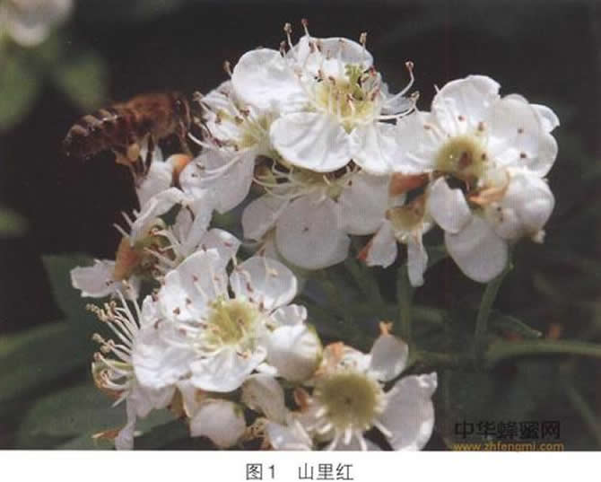 琿春黑蜂蜂王介紹 琿春黑蜂蜂王